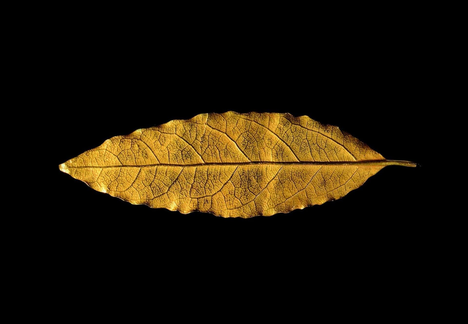 La dernière feuille de laurier de la couronne de Napoléon aux enchères