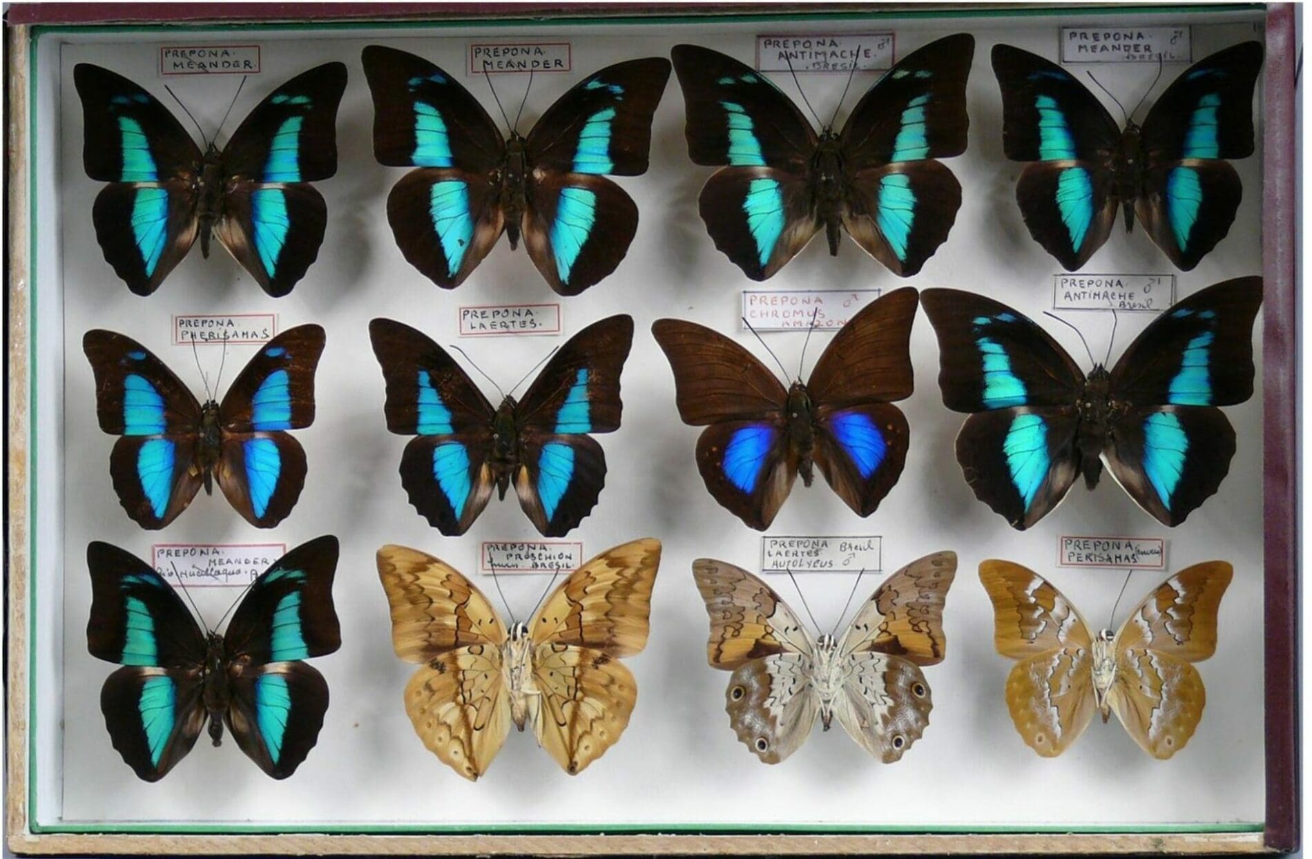 Incroyable collection de Papillons aux enchères Incroyable collection de Papillons aux enchères