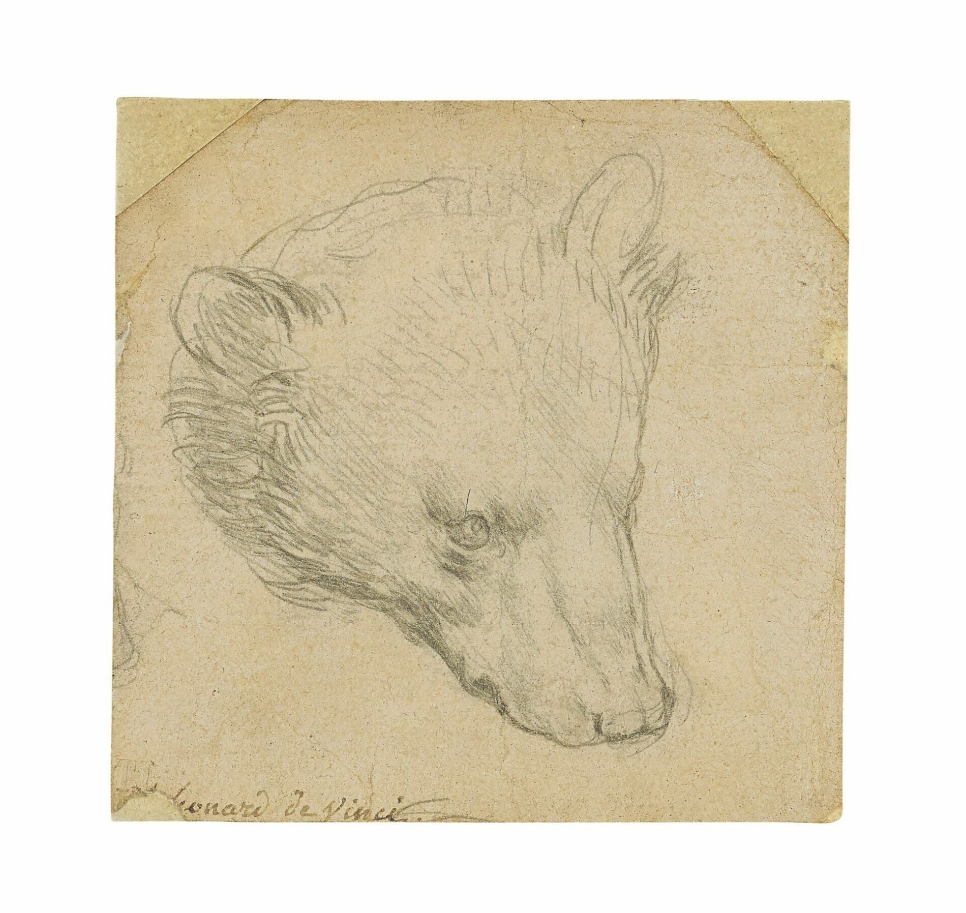 La “Tête d’ours” de Léonard de Vinci pourrait se vendre pour plus de 16 millions de dollars lors d’une prochaine vente aux enchères.