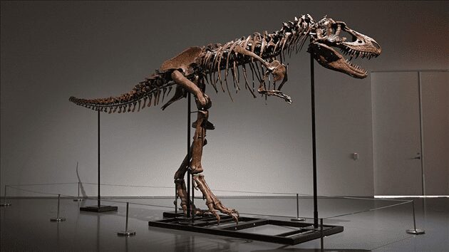 Sotheby’s New York mettra bientôt aux enchères un squelette complet de Gorgosaurus, un dinosaure cousin du T-Rex