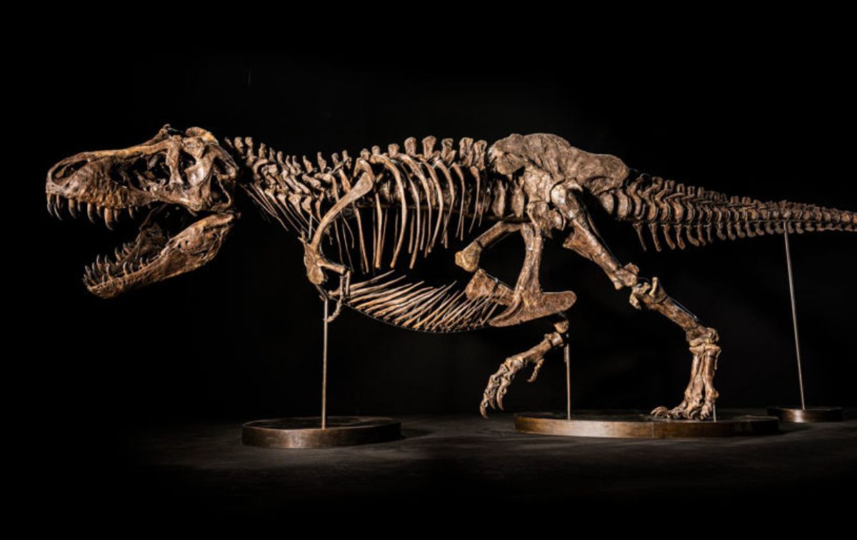 Christie’s renonce à vendre aux enchères un squelette de tyrannosaure à Hong Kong