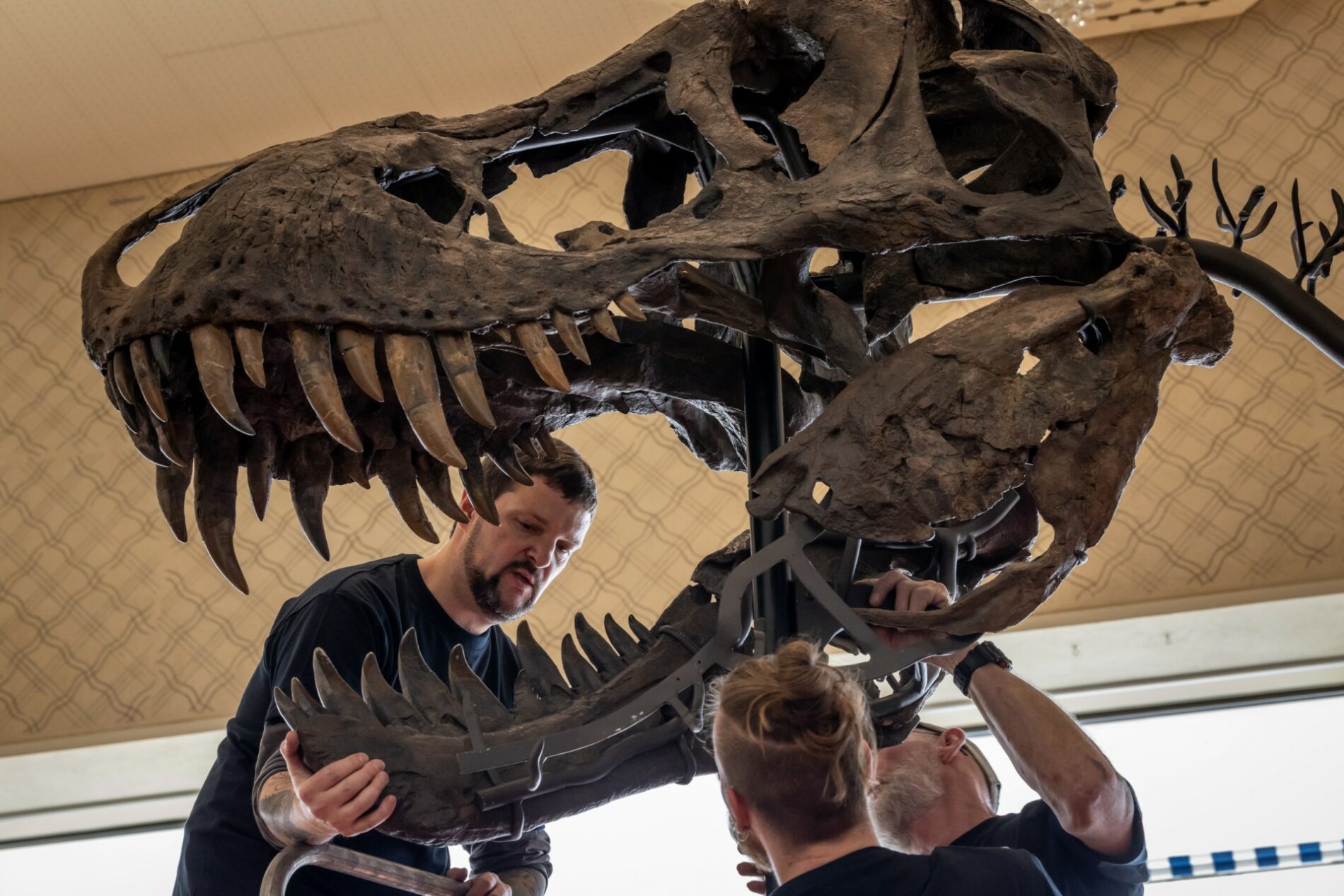 Un squelette de T-Rex exposé à Zurich avant sa vente aux enchères